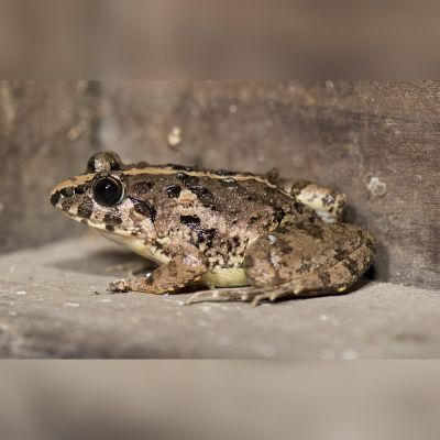 Rana delle risaie taglia media-grande (Fejervarya limnocharis) – anfibio vivo