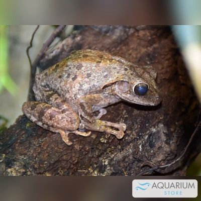 Raganella arboricola asiatica taglia S (Polypedates megacephalus) – anfibio vivo