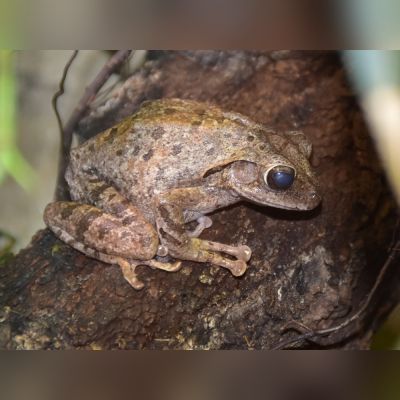 Raganella arboricola asiatica taglia S (Polypedates megacephalus) – anfibio vivo