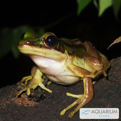 Rana verde delle risaie 3-5 cm (Hylarana erythraea) – anfibio vivo