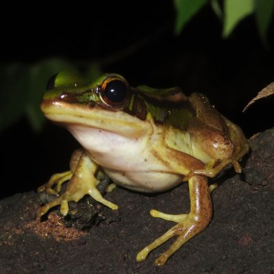 Rana verde delle risaie 3-5 cm (Hylarana erythraea) – anfibio vivo