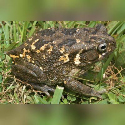 Rospo africano adulto (Sclerophrys regularis) – anfibio vivo