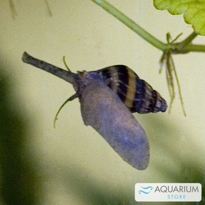 Lumaca Anentome helena 0,5-1 cm (lumaca assassina) – invertebrato vivo acqua dolce