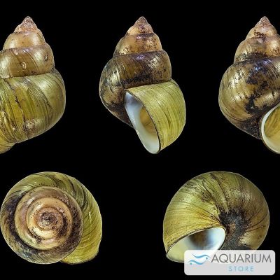 Lumaca Filopaludina 2-3 cm (Filopaludina martensi) – invertebrato vivo acqua dolce