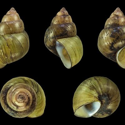 Lumaca Filopaludina 2-3 cm (Filopaludina martensi) – invertebrato vivo acqua dolce