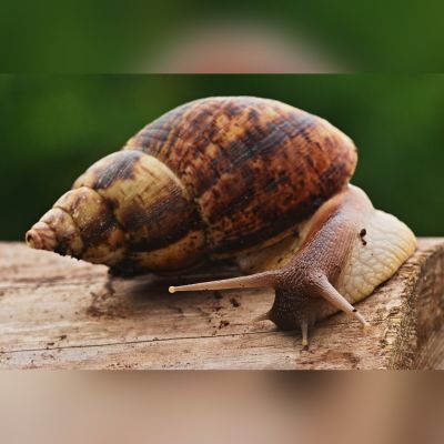 Lumaca gigante africana 2-3 cm (Achatina fulica) – invertebrato vivo terrestre