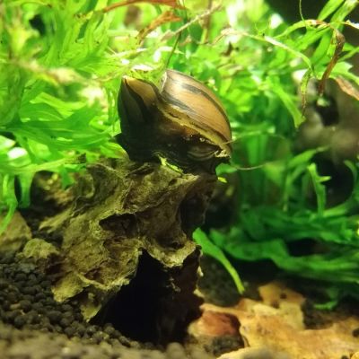Lumaca Neritina tigre 2 cm (Neritina sp. "Tigre") – invertebrato vivo acqua dolce