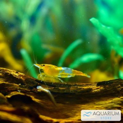 Gamberetto Orange 1,5-2 cm (Neocaridina davidi) – invertebrato vivo acqua dolce