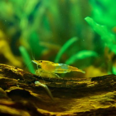 Gamberetto Orange (Neocaridina davidi) – invertebrato vivo acqua dolce