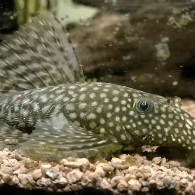 Ancistrus 3,5-4 cm (Ancistrus sp.) – pesce vivo acqua dolce