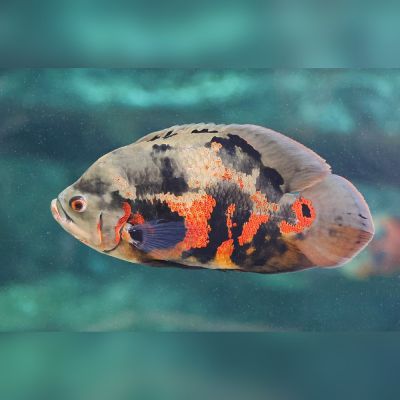 Oscar 5-6 cm (Astronotus ocellatus) – pesce vivo acqua dolce