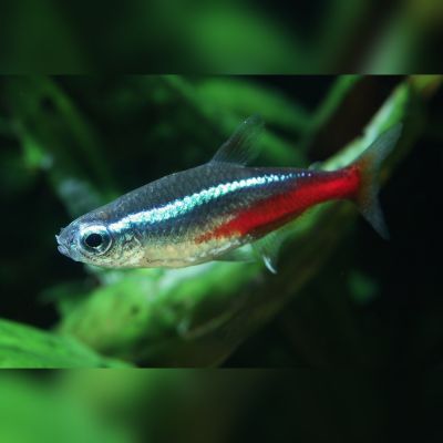 Neon 2,5 cm (Paracheirodon innesi) – pesce vivo