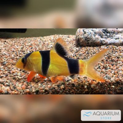 Botia pagliaccio 3-4 cm (Chromobotia macracanthus) – pesce vivo acqua dolce