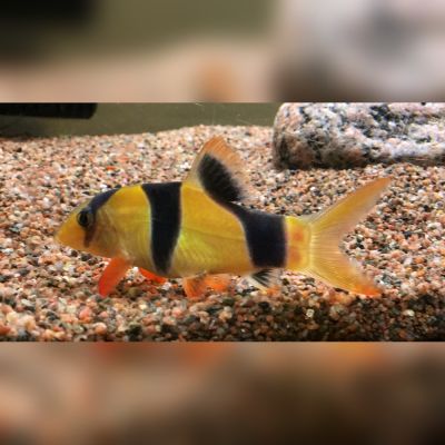 Botia pagliaccio 3-4 cm (Chromobotia macracanthus) – pesce vivo acqua dolce