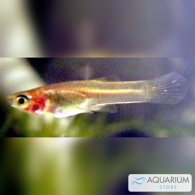 Guppy femmina XL (Poecilia reticulata) – pesce vivo acqua dolce