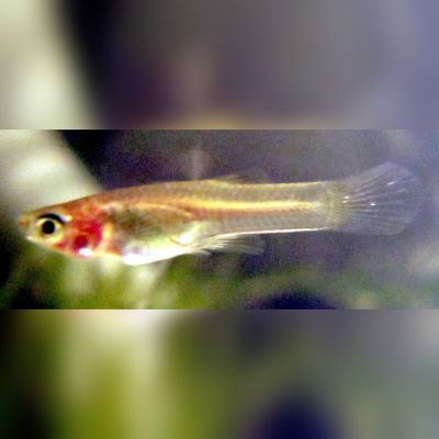 Guppy femmina XL (Poecilia reticulata) – pesce vivo acqua dolce