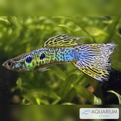 Guppy maschio 3,5-4 cm (Poecilia reticulata) – pesce vivo acqua dolce