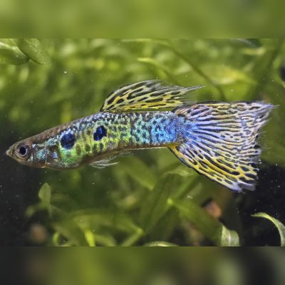 Guppy maschio 3,5-4 cm (Poecilia reticulata) – pesce vivo acqua dolce
