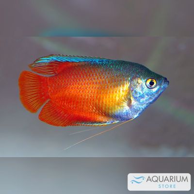 Gurami nano 3-4 cm (Trichogaster lalius) – pesce vivo acqua dolce