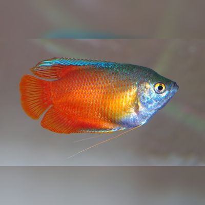 Gurami nano 3-4 cm (Trichogaster lalius) – pesce vivo acqua dolce