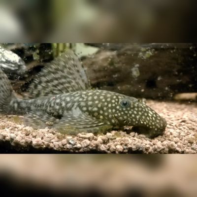 Ancistrus 3,5-4 cm (Ancistrus sp.) – pesce vivo acqua dolce