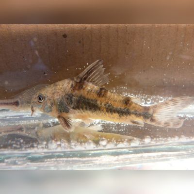 Corydoras Paleatus 2,5-3 cm – pesce vivo