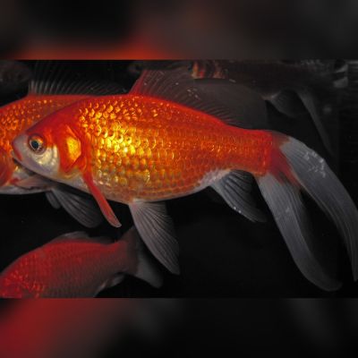 Pesce rosso 4-5 cm (Carassius auratus) – pesce vivo acqua dolce
