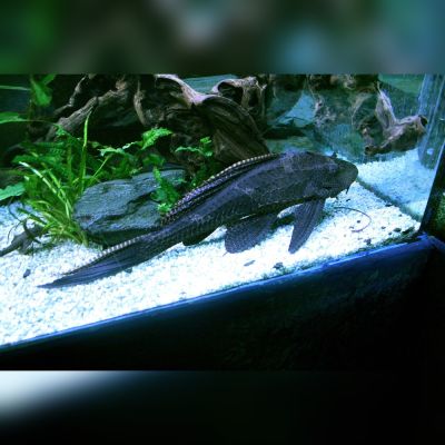 Pleco gibbiceps 4-5 cm (Pterygoplichthys gibbiceps) – pesce vivo acqua dolce