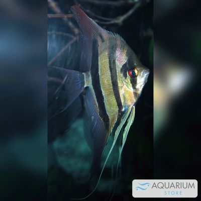 Scalare Bulgarian Seal Point 2,5-3 cm (Pterophyllum scalare) – pesce vivo acqua dolce