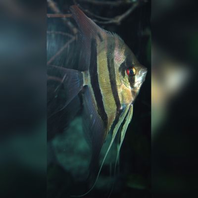 Scalare Bulgarian Seal Point 2,5-3 cm (Pterophyllum scalare) – pesce vivo acqua dolce