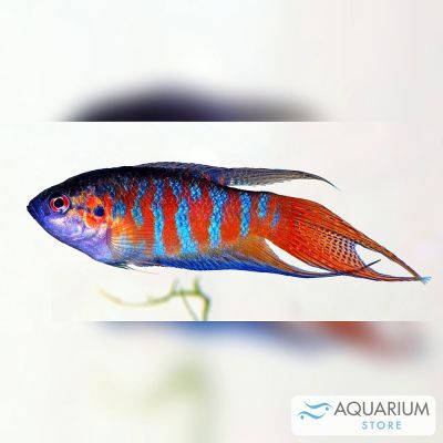 Pesce paradiso "Fire Ice" 3-4 cm (Macropodus opercularis) – pesce vivo acqua dolce
