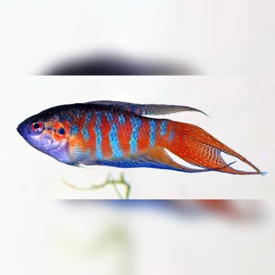 Pesce paradiso "Fire Ice" 3-4 cm (Macropodus opercularis) – pesce vivo acqua dolce