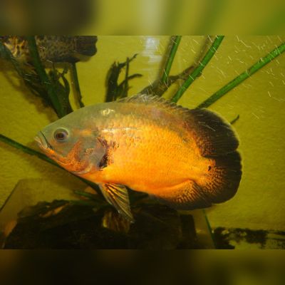Oscar rosso 5-6 cm (Astronotus ocellatus) – pesce vivo acqua dolce