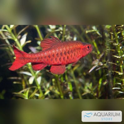 Barbo ciliegia 2,5-3 cm (Puntius titteya) – pesce vivo acqua dolce