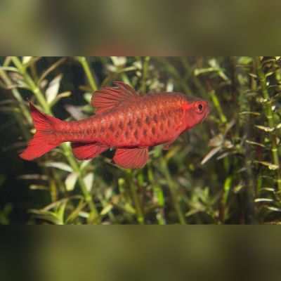 Barbo ciliegia 2,5-3 cm (Puntius titteya) – pesce vivo acqua dolce