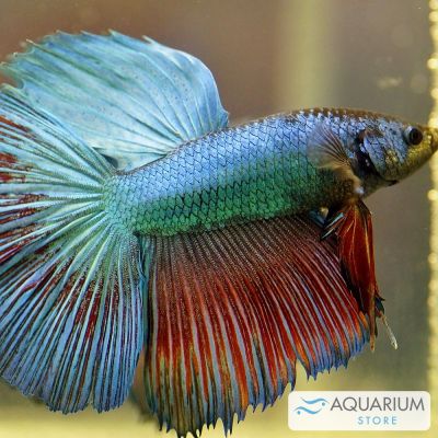 Betta Splendens maschio Super Delta XL – pesce vivo