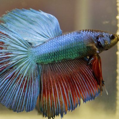 Betta Splendens maschio Super Delta – pesce vivo