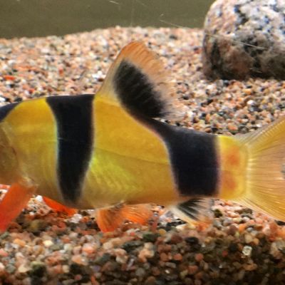 Botia pagliaccio 3-4 cm (Chromobotia macracanthus) – pesce vivo acqua dolce
