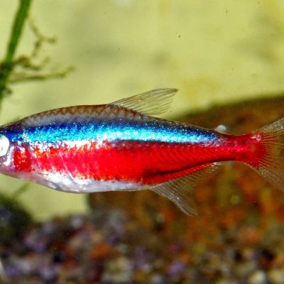 Cardinale (Paracheirodon axelrodi) – pesce vivo acqua dolce