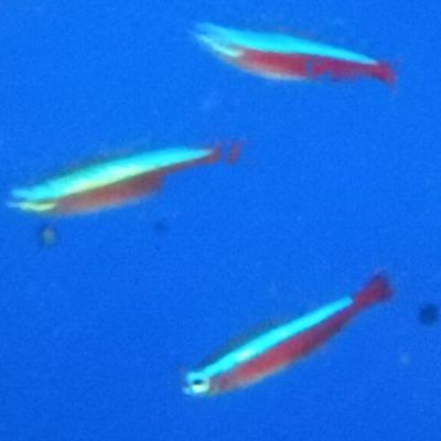 Cardinale 2-2,5 cm (Paracheirodon axelrodi) – pesce vivo acqua dolce