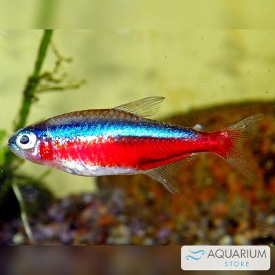 Cardinale 2-2,5 cm (Paracheirodon axelrodi) – pesce vivo acqua dolce