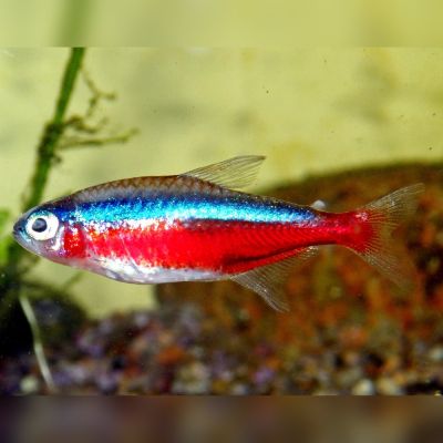 Cardinale 2-2,5 cm (Paracheirodon axelrodi) – pesce vivo acqua dolce