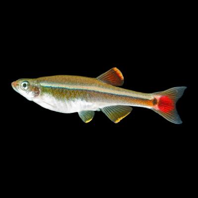 Cardinale cinese 1,5-2 cm (Tanichthys albonubes) – pesce vivo acqua dolce
