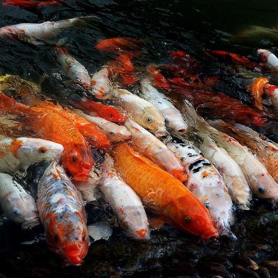 Carpa Koi decorativa mista 8-11 cm (Cyprinus carpio) – pesce vivo acqua dolce