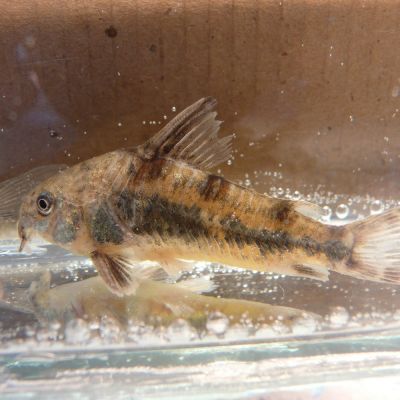 Corydoras Paleatus – pesce vivo