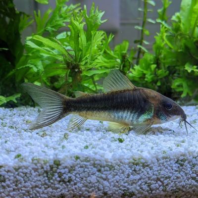Corydoras aeneus (Corydoras aeneus / schultzei) – pesce vivo acqua dolce