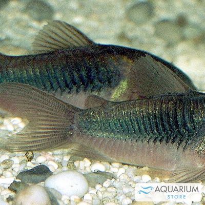 Corydoras aeneus oltre 3,5 cm (Corydoras aeneus / schultzei) – pesce vivo acqua dolce