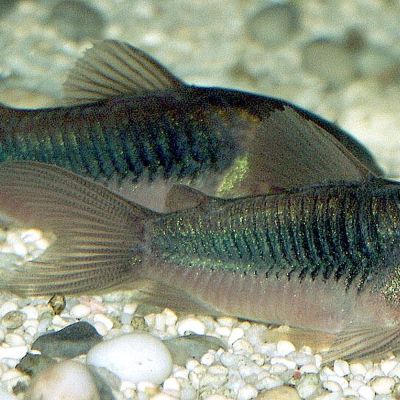 Corydoras aeneus oltre 3,5 cm (Corydoras aeneus / schultzei) – pesce vivo acqua dolce