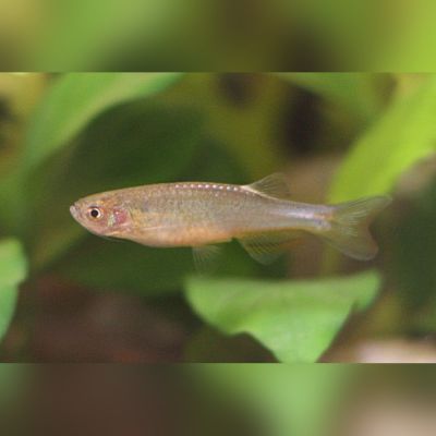 Danio rosa 2-2,5 cm (Danio roseus) – pesce vivo acqua dolce