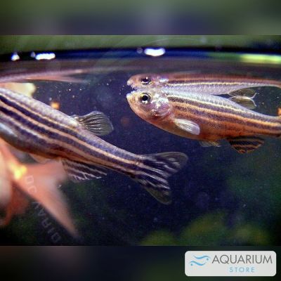 Danio zebra 3-3,5 cm (Danio rerio) – pesce vivo acqua dolce